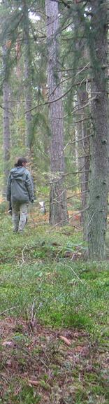 Krondroppsnätet Ett regionalt miljöövervakningsprogram i brukad skog. Pågått sedan 1985. Idag ca 65 aktiva övervakningsytor.