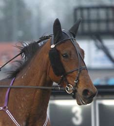 100616 Sjunde gången gillt för Nova Race KIdag startade Katrin Frick sin ögonsten Nova Race på Bollnäs. Efter flera fina lopp fick treåringen nu äntligen sätta nosen först.