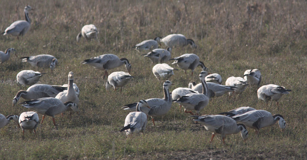 19. Black Stork Ciconia nigra (Svart stork) 9 ex Ranthambhore NP 1/2 samt 23 ex Dhikala, Corbett NP 9/2 och 10 ex Corbett NP 10/2. 20.