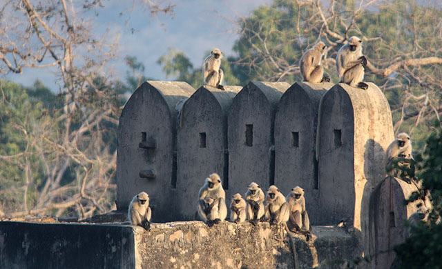 Hulmaner, Ranthambhore NP. 15. Wild Boar Sus scrofa (Vildsvin) 1 ex Ranthambhore NP 30/1 och 1 + 10 1/2, 17 ex Keoladeo Ghana NP 3/2 samt 8 ex Corbett NP 9/2 och 4 ex 10/2. 16.