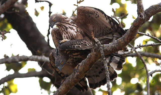 33. Black Kite Milvus migrans (Brunglada) 1 ex längs vägen till Bhandavgarh 15/2 och flera 100 ex i Delhi-området 19/2. 34.