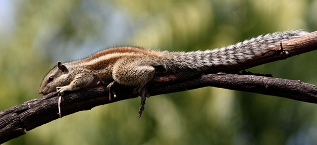 Northern Palm Squirrel. Kär följeslagare under större delen av resan. RESEDAGBOK 29 januari Gruppen avreste från Stockholm och Köpenhamn för att sammanstråla i Paris.