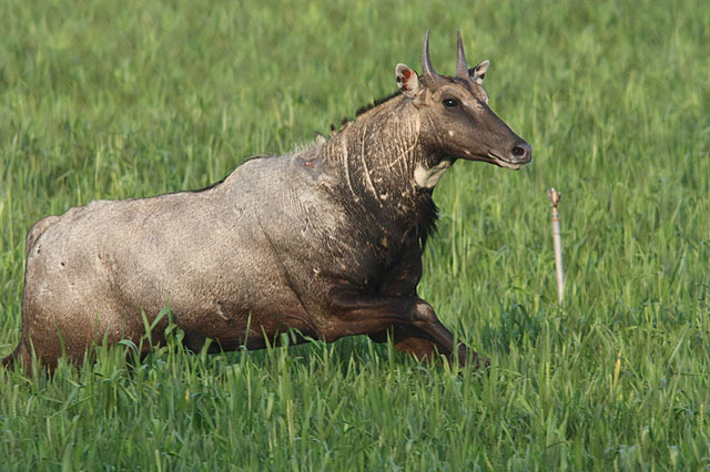 Nilgai, Sultanpur. ARTLISTA DÄGGDJUR 1. Indian Hare Lepus nigricollis (Svartnackad hare) 1 ex Bhandavgarh NP 17/2 samt 1 ex Sultanpur 19/2. 2. Northern Palm Squirrel Funambulus pennantii Vanlig.