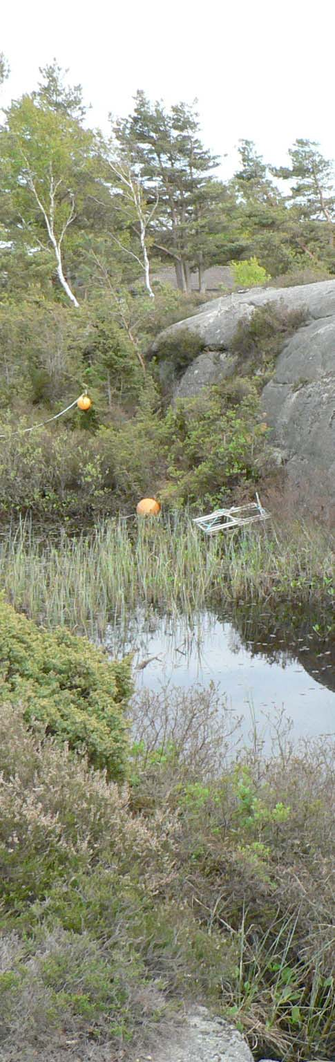 Utredning angående en förekomst av större vattensalamander på Kuseröd 1:2 vid Grebbestad, Tanums