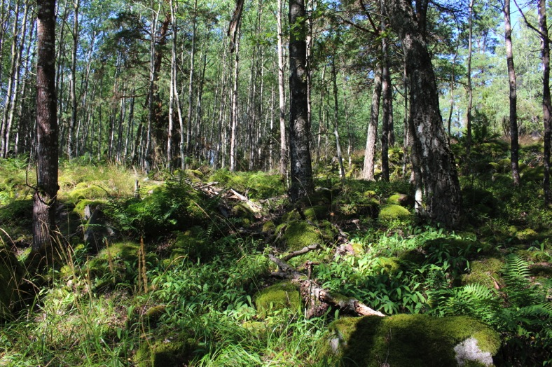 Område 2 - naturgräsmark Området närmast dammen består av naturbetesmark som delvis betas av häst. Genom betesmarken sträcker sig en hällmarksrygg.