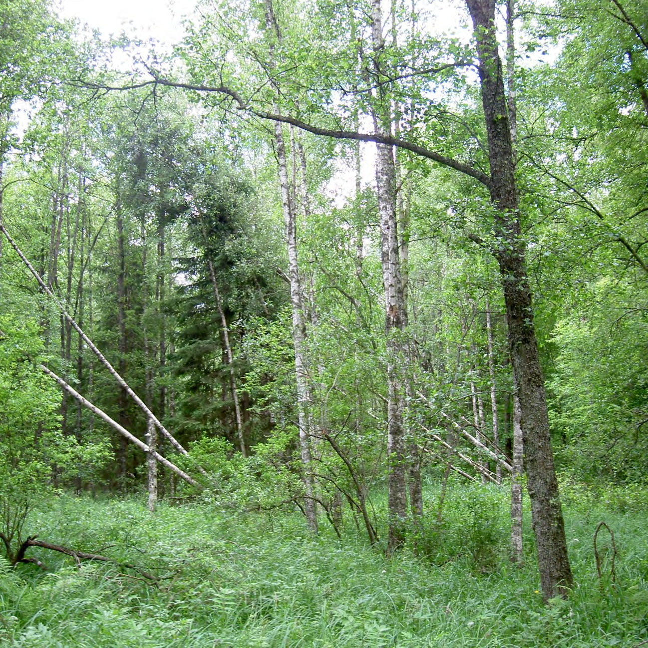 Bevarandeplan för Natura 2000-område Skams hål Områdeskod SE0310728