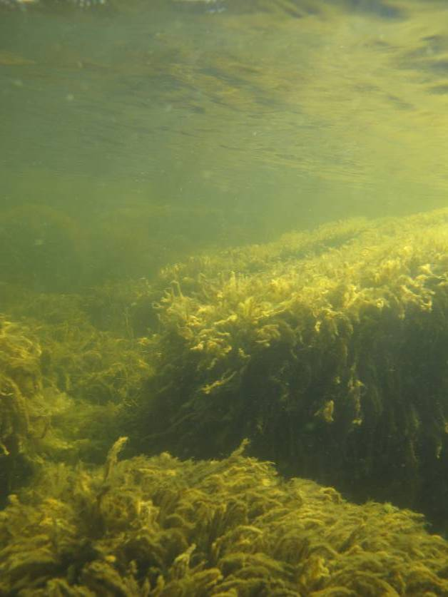 grundare noteringarna för vegetation och vegetationsbälten på denna lokal förklaras delvis av brist på lämpligt substrat.