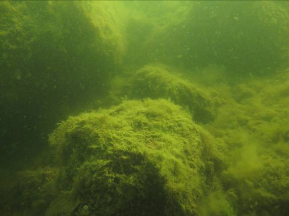 Lokal X11, Midsommar Längst ut på transekten, 23 25 m från stranden, på 10,4 10,2 m djup var mjukbottnen kal.