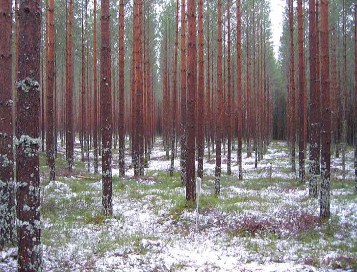 Arbetsrapport Från Skogforsk nr.