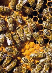 Allvarlig sjukdom har drabbat bin i Skultuna Den mycket allvarliga och ytterst smittsamma sjukdomen Amerikansk Yngelröta har drabbat Västerås kommun i tre bigårdar.