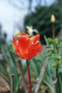 Har du blommor i din trädgård? Kom och låt dem pryda altaret i kyrkan! Under trefaldighetstiden handlar mycket i kyrkan om växt och mognad.