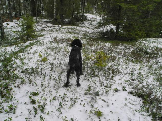 APPORTERING 12 MAJ -22 JUNI Apportera på land, i vatten och släpspår. Hunden skall vara grunddresserad. Instruktör: Carl von Essen. Plats: Öster Malma, Röda Längan, utomhus.