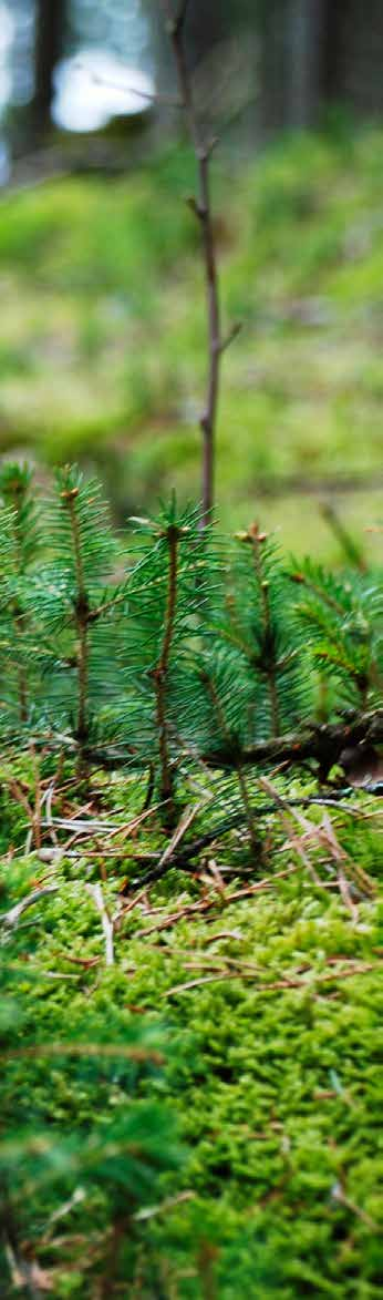 För miljön För framtiden Skogen är jordens lungor. Genom att använda den väl kan vi skapa en hållbar miljö.