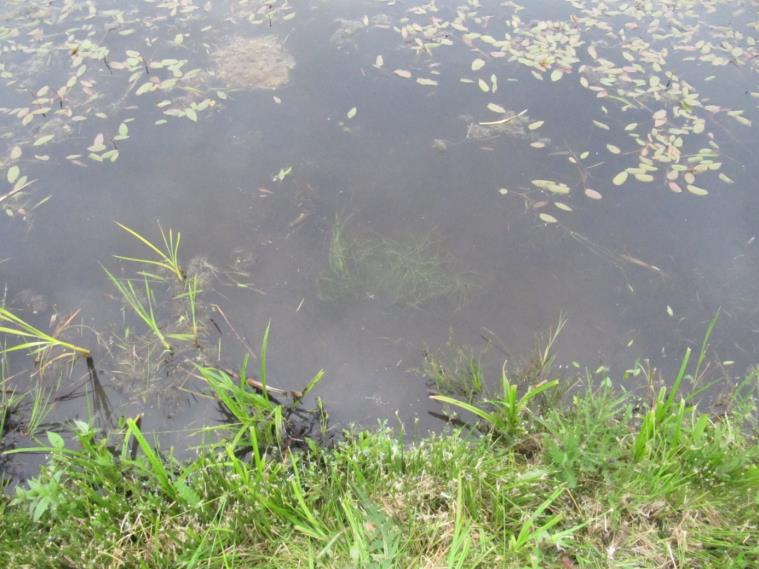 Utplantering Utplanteringen skedde i tre stycken, sedan tidigare, rekognoserade och utvalda dammar. Dammarna valdes ut med avseende på konkurrerande vegetation, djup och bottenförhållanden.