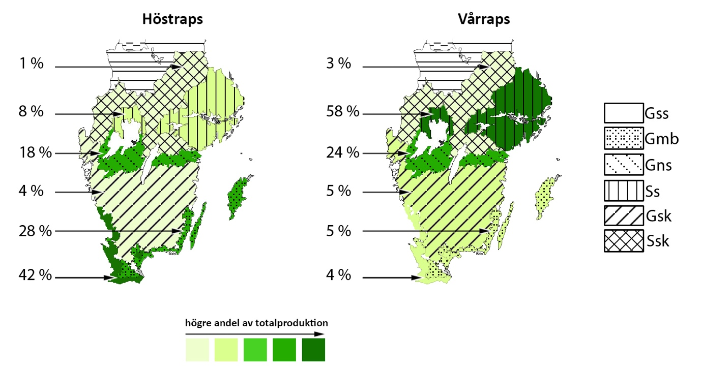 2.3 Oljeväxter I Sverige odlas främst oljeväxterna raps och rybs (SJV, 2014).