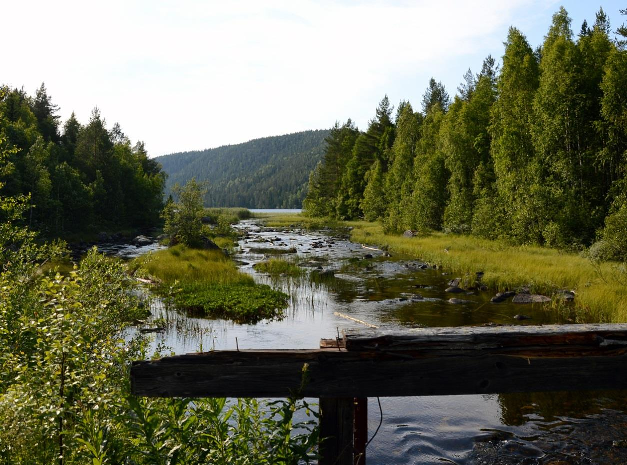 Figur 4. Lokal 7 där ett större antal inspelningar av Myotis-arter observerades. Biotopen gör det troligt att inspelningarna tillhör vattenfladdermus. Foto: Sofia Nygårds, Ecocom AB.