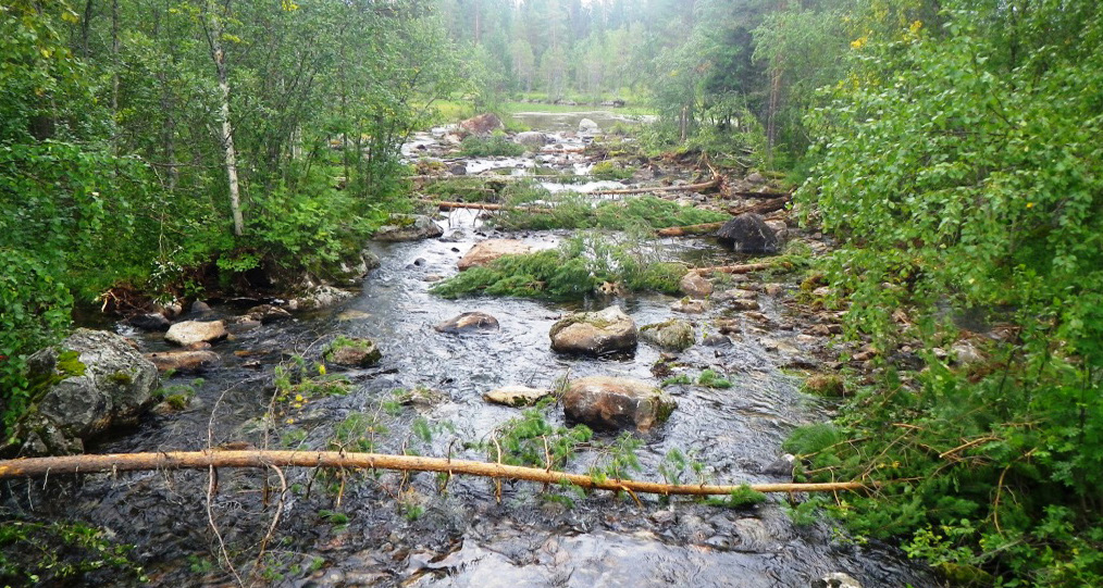 Abmobäcken efter omfattande restaurering. Stora stenblock och träd i vattnet skapar en fruktsam växelverkan mellan land och vatten.