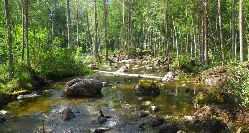 Sidokanal som återöppnats. Foto: Daniel Jonsson mellan lämpliga livsmiljöer. De nya vattenvägarna underlättar naturligtvis också andra djurs och växters spridningsmöjligheter.