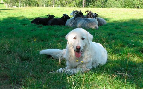 Kadaverhantering Alla animaliska rester som läggs ut eller grävs ner slarvigt kan dra till sig rovdjur av olika slag.