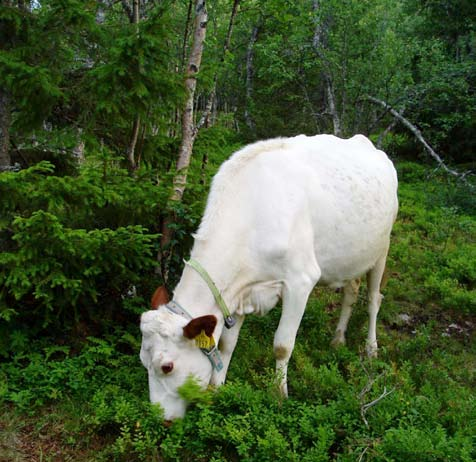 Åtgärder för djur på fritt bete (fäbodbete) Närvaro och tillsyn Liv och rörelse på vallen och i skogen kan hålla rovdjur på avstånd.