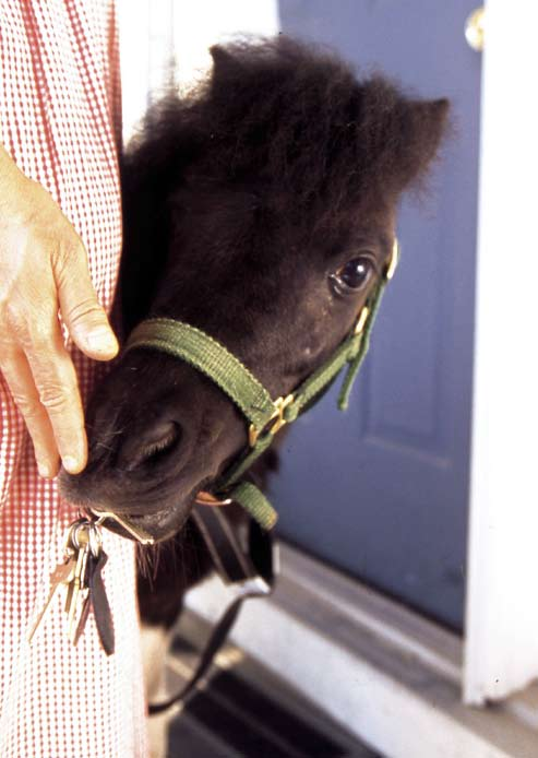 FOTO Neil Soderstrom (från PANDA, A GUIDEHORSE FOR ANN av Rosanna Hansen, Boyds Mills Press, www.boydmillspress.