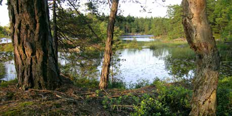 4.7.4 Rekreation och friluftsliv Områden för friluftslivet utgörs till stor del av naturreservat (se Figur 32).