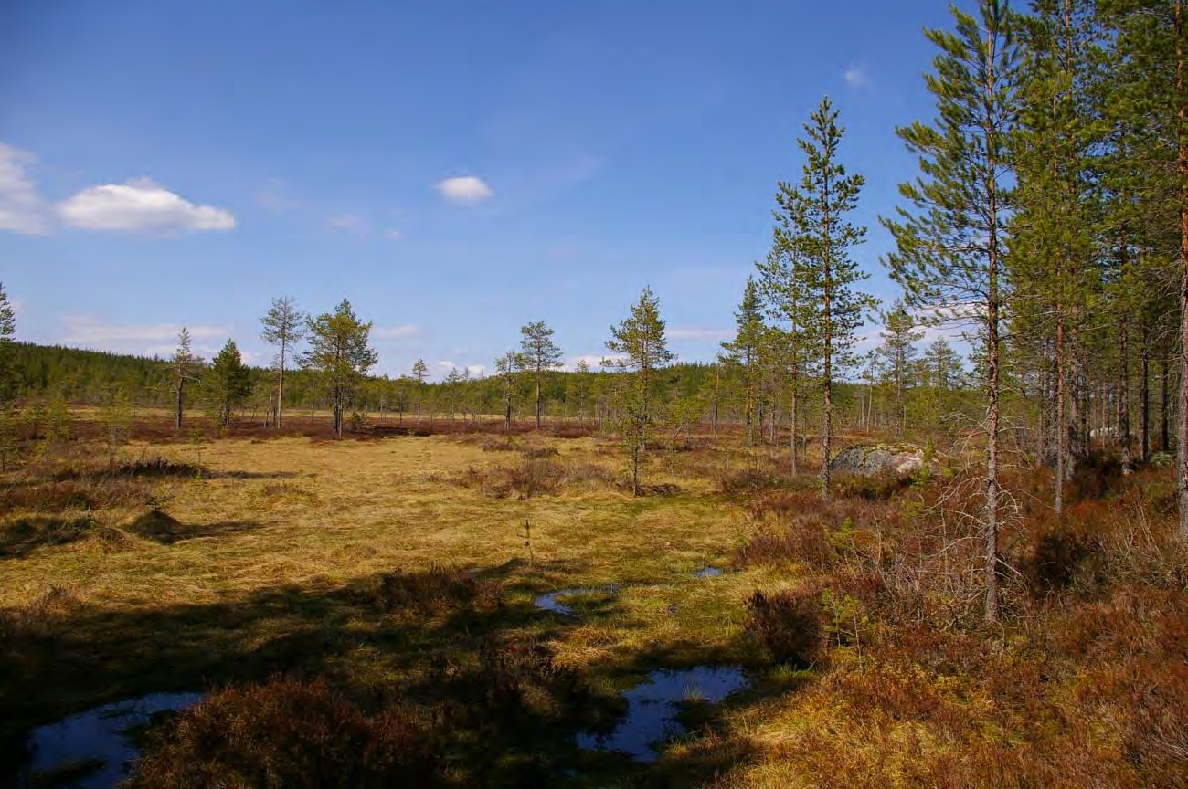 OMRÅDESBESKRIVNING Norra delen av projektområde Broboberget berörs av ett våtmarksområde kallat Myrområde öster om Storejen, se figur 6-N och 6-O.
