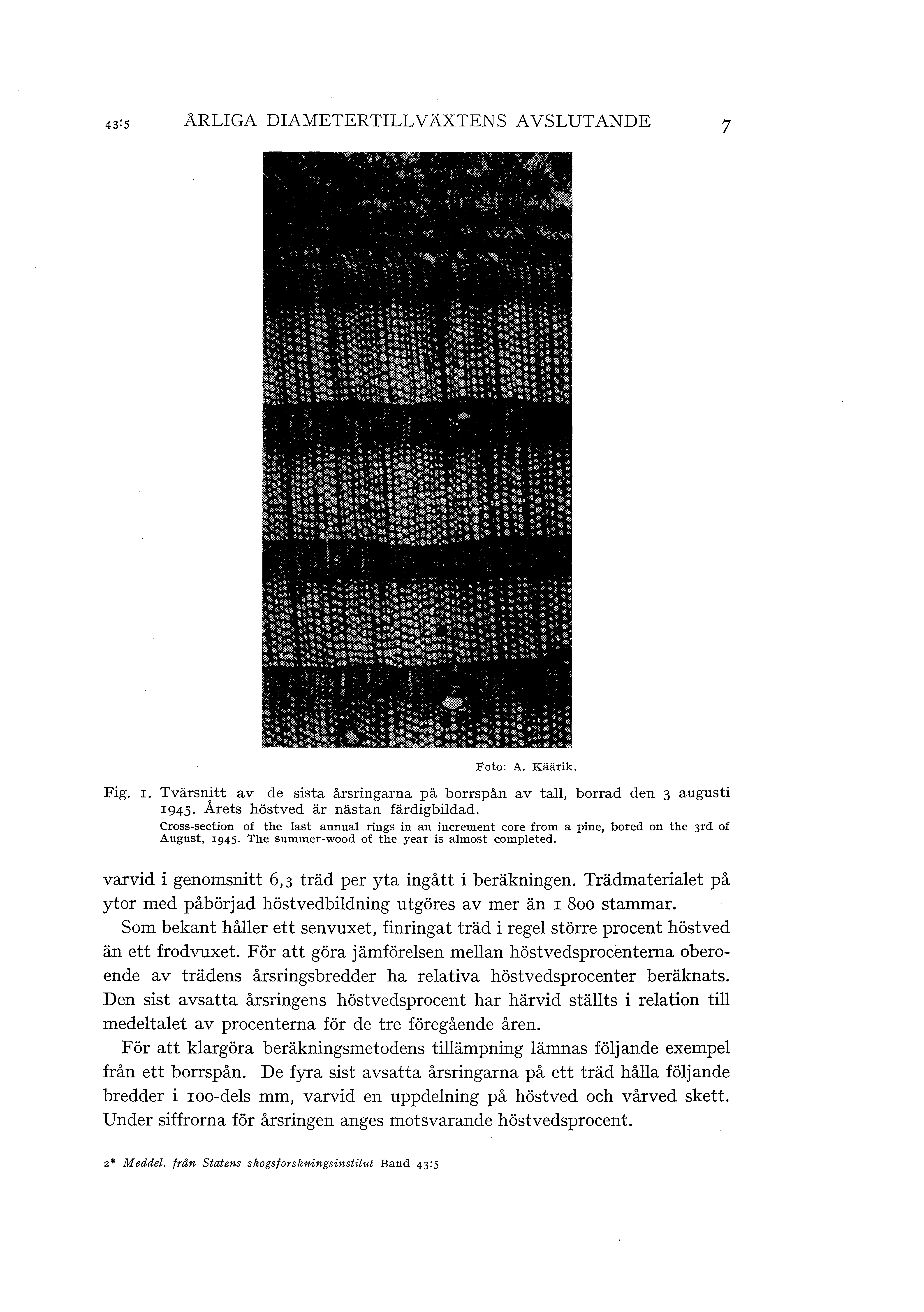 ARLIGA DIAMETERTILLVÄXTENs AVSLUTANDE 7 Ft: A. Käärik. Fig. I. Tvärsnitt av de sista årsringarna på brrspån av ta, brrad den 3 augusti 1945. Arets höstved är nästan färdigbidad.