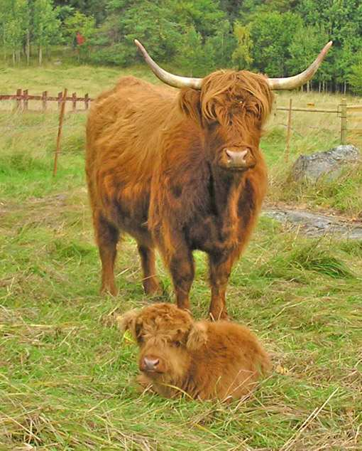 Kor Highland Cattle För att på ett ekologiskt sätt hålla landskapet
