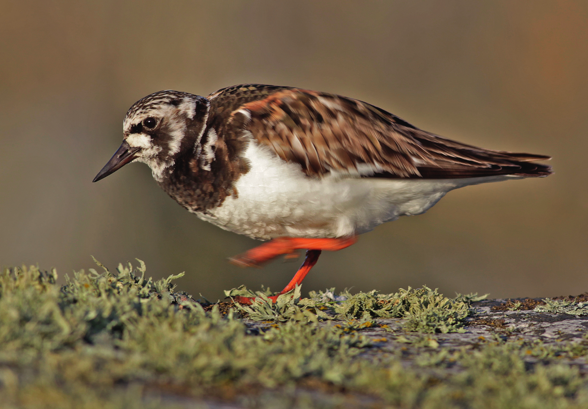 Roskarl Arenaria interpres är en av fyra arter vadare som noterades bland häckfåglarna. FOTO: ROINE KARLSSON bara i procent räknat utan även i reella tal.