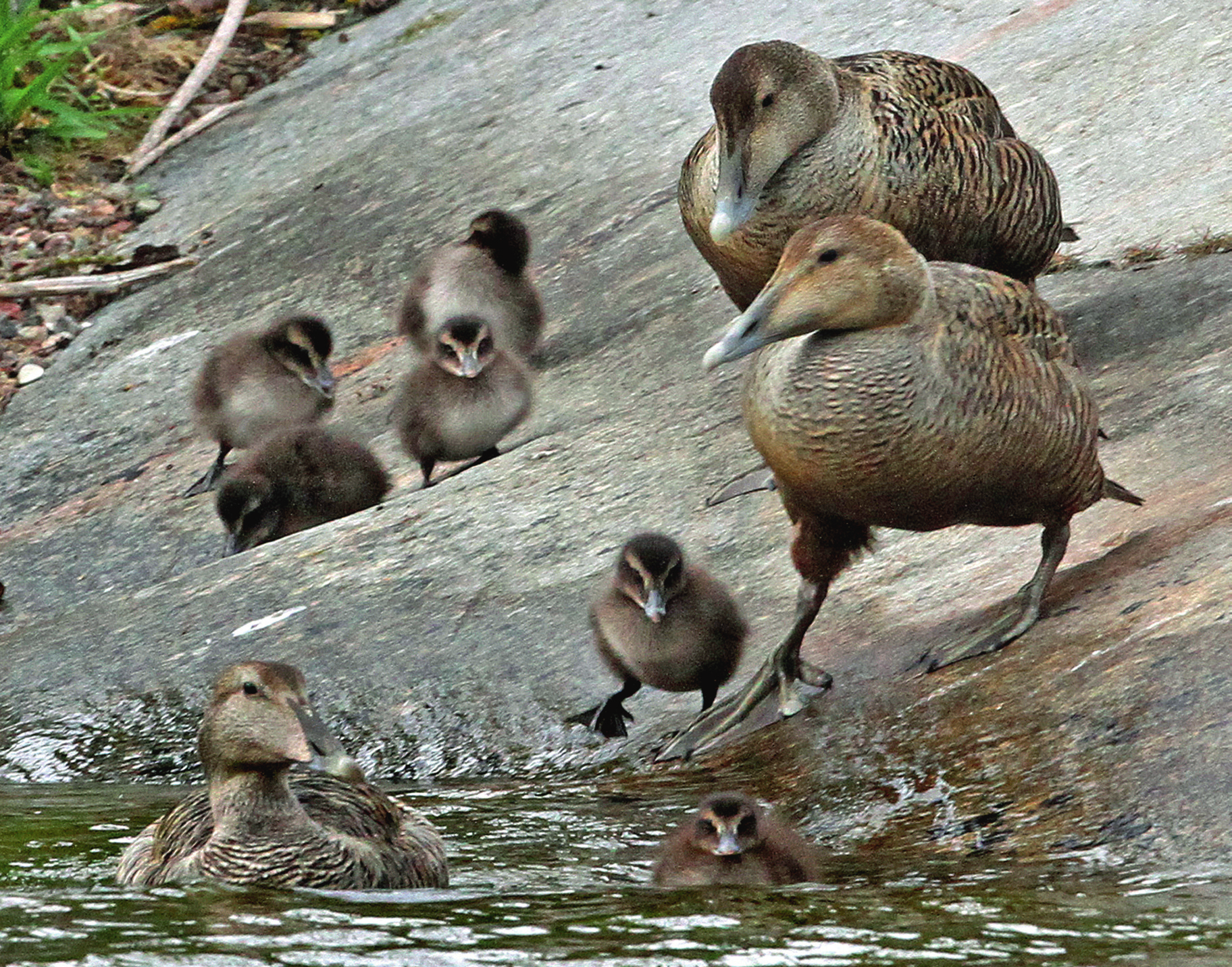 Ådor med nyligen kläckta ungar Somateria mollissima. Roslagen,18 maj 2012. FOTO: ROINE KARLSSON trend.