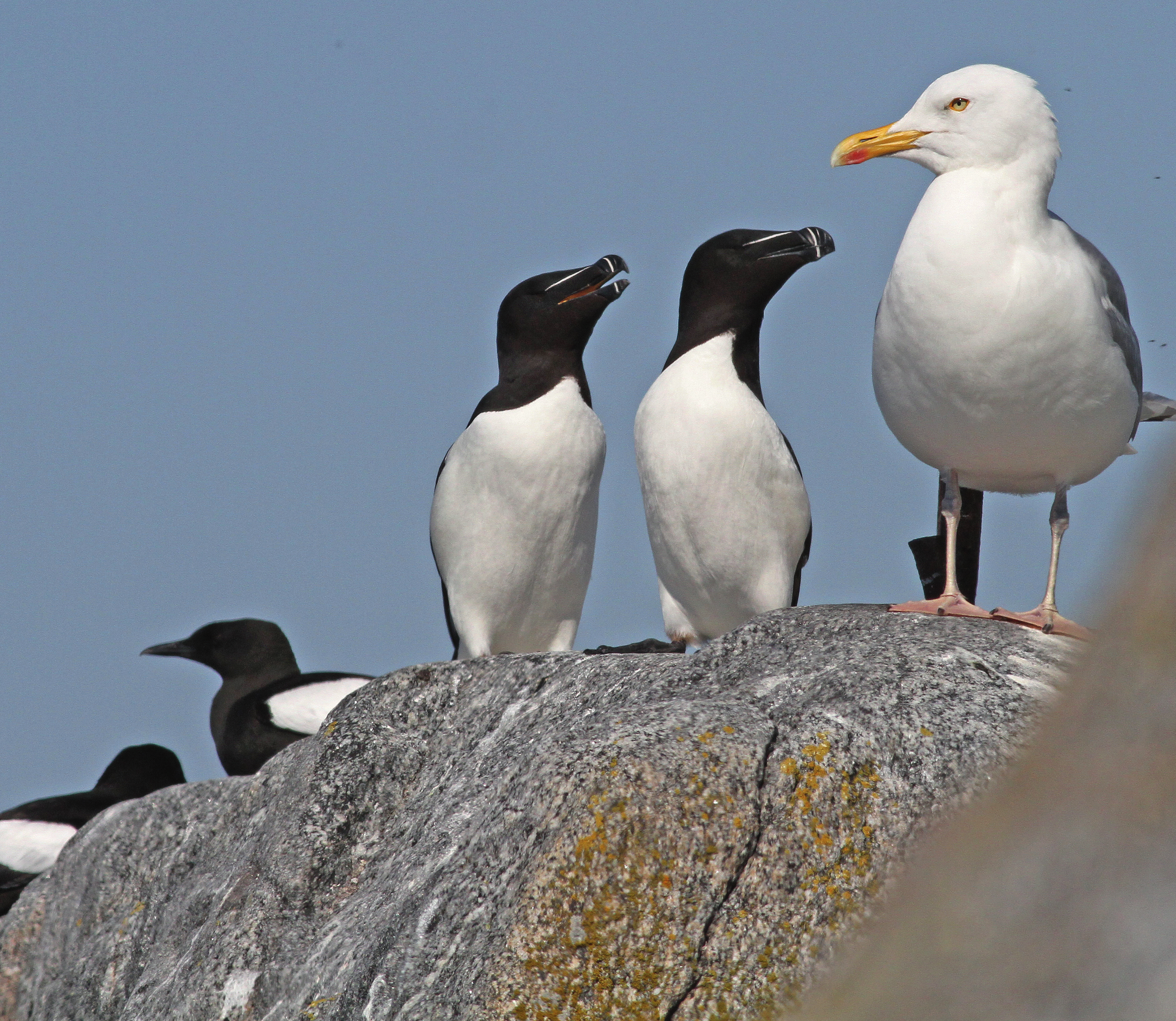 Triss i skärgårdsfåglar, från vänster två tobisgrisslor Cepphus grylle, två tordmular Alca torda och en gråtrut Larus argentatus. Roslagen, 21 juni 2012. FOTO: ROINE KARLSSON Karta 2.