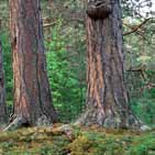 Naturskogsliknande barrskogar Gran- och tallskogar som fått stå opåverkade av skötsel och avverkningar har höga naturvärden.