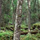 Lövrika skogar i barrskogsområden I barrskog finns ibland områden där lövträd, exempelvis asp, björk och sälg, är vanliga.