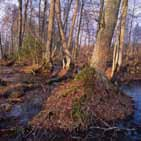 Sumpskogar och myrmosaiker Den gemensamma nämnaren för dessa skogsområden är påverkan av vatten. Sumpskogarna är skogar på fuktig eller riktigt blöt mark.