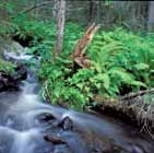 Skogar nära vatten Skogar som växer intill rinnande eller stilla vatten är mer eller mindre konstant fuktiga, och vattnets närhet är alltid påtaglig.
