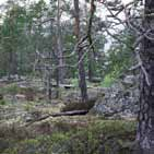 Skogsbevuxna bergbranter, block och hällmarker Skog som växer på branta berg och stup är ofta orörd sedan lång tid tillbaka. Hit har det varit krångligt att ta sig för att avverka skog.