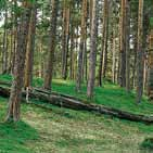 Kalkskogar rika på örter Kalk i marken skapar möjligheter för specialiserade växter och djur. Dessa skogsmiljöer finns bara i vissa delar av landet och är skogar med mycket höga naturvärden.