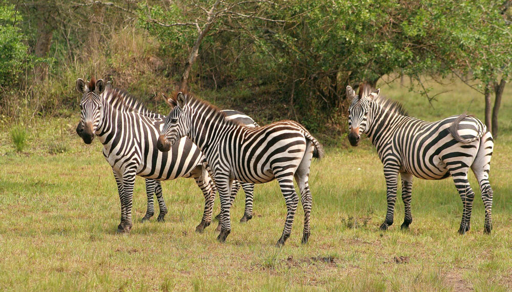 Stäppzebra, Lake Mburo National Park. de gästerna, och den vänliga personalen står redo att servera en god middag med fyra rätter. Efter avslutad artgenomgång närmar sig klockorna midnatt.