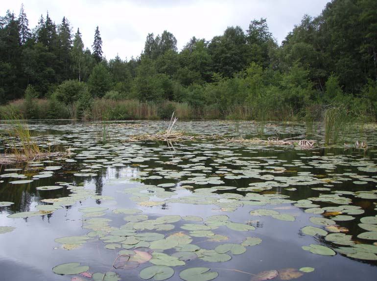 Bild 21. Sten- och blockstrand som delvis kantas av sävbälten i västra Strödjan. Bild 22.