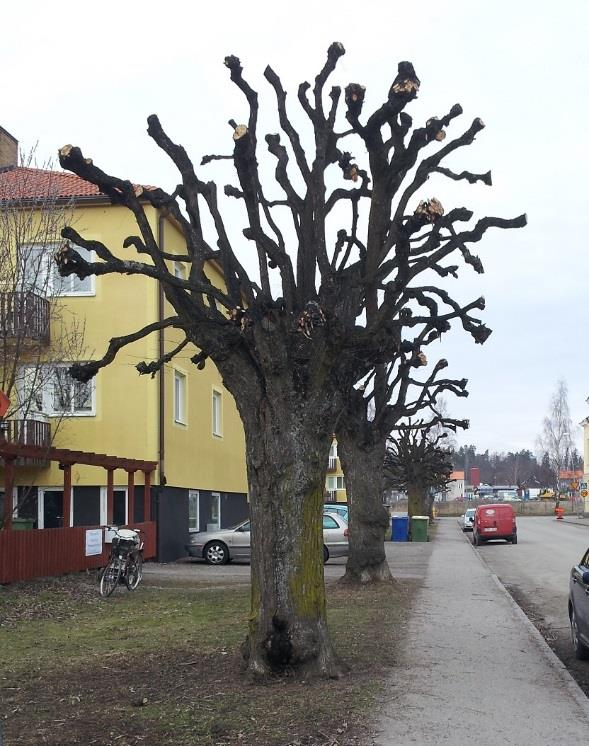 Kontinuerlig hamling, borttagande av enstaka döda grenar och mindre beskärningar skadar normalt inte naturmiljön Toppkapning/stympning ingår