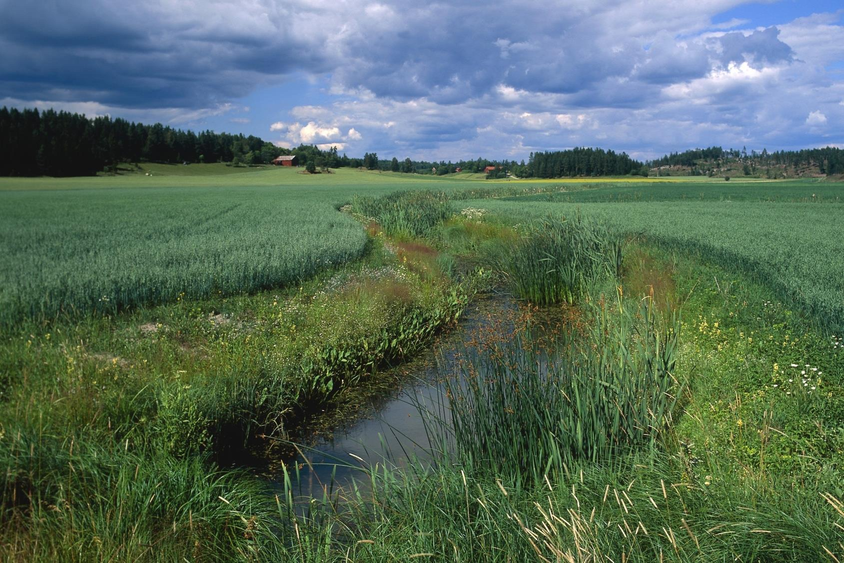 Vad är ett biotopskyddat dike?