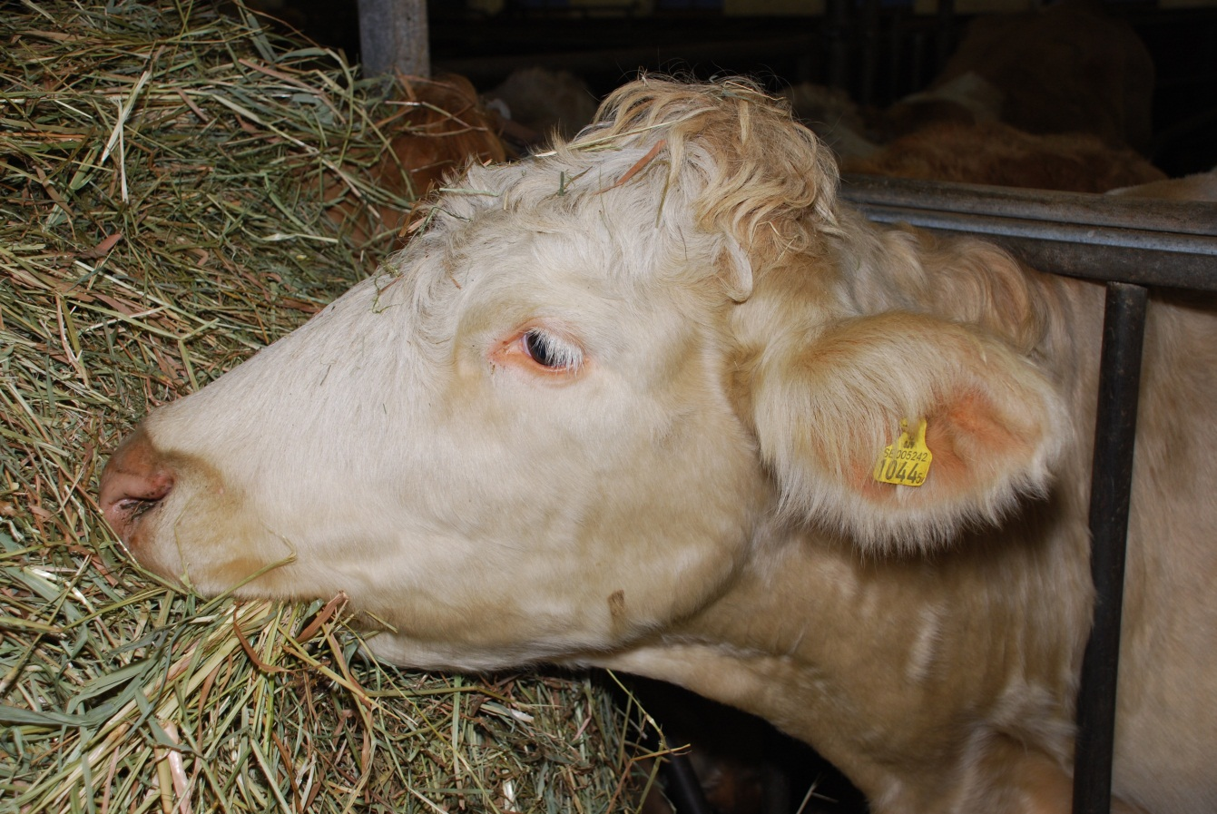 Rörflen som foder till dikor under lågdräktighet Reed canary grass as forage to suckle cows during early pregnancy Annika Arnesson och Pernilla Salevid Sveriges Lantbruksuniversitet Skara 2012