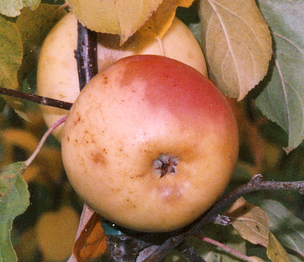 Malus domestica 'SAFRANOJE KITAJKA' SAFRANOJE KITAJKA, höstäpple Ryssland Användning: Bordsfrukt Är frisk och härdig, växer de första åren rätt kraftig och bildar som äldre en utbredd krona.