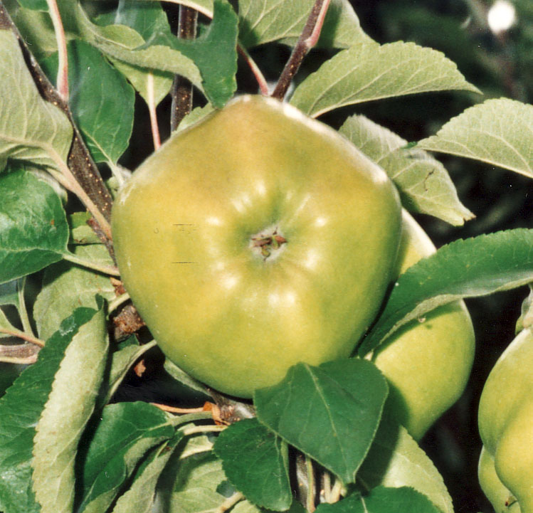 Malus domestica 'SANDRA' SANDRA, höstäpple Piikkiö Finland 1996, Lobo x Huvitus Medelstarkt, bildar en utbredd krona, har tidig och rik bördighet.