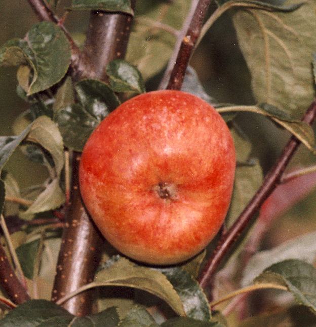 Malus domestica 'SNYGG' SNYGG, sommaräpple Finland Svagväxande, utvecklar en smal, gles krona med långa upprättväxande grenar som vid fruktsättning böjs ner och ger ett mera utbrett växtsätt.