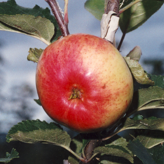 BILD Malus domestica 'STENMARK' STENMARK Användning: Malus domestica 'STOR KLAR ASTRAKAN' STOR KLAR ASTRAKAN,sommaräpple Frögrenska Gården i norra Stockholm Användning:Hushålls- och bordsfrukt.