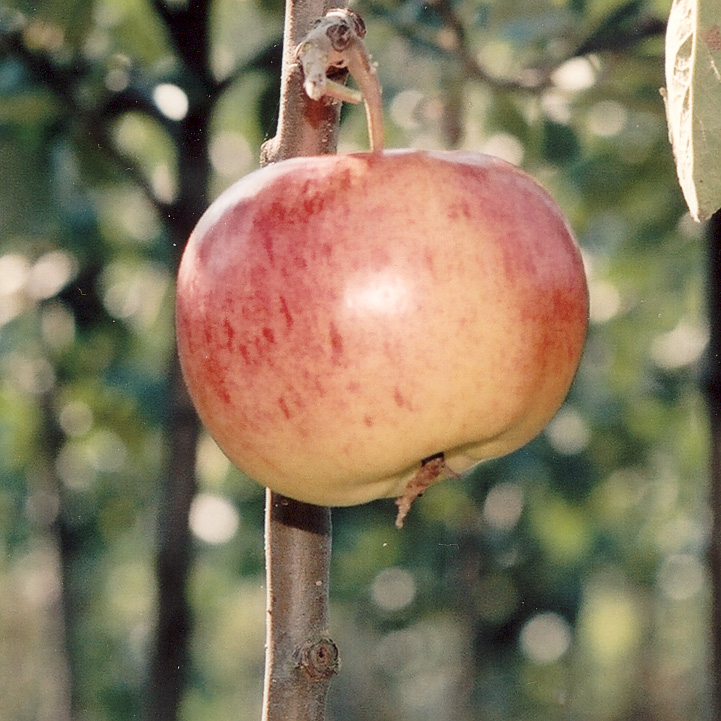 Malus domestica 'SUMMERRED' SUMMERRED, höstäpple I-III Prisgrupp 1 Kanada, genom fri avblomning av Summerland Är kraftigt växande, utbredd krona med lätt hängande grenar, bär tidigt, rikt och jämnt.