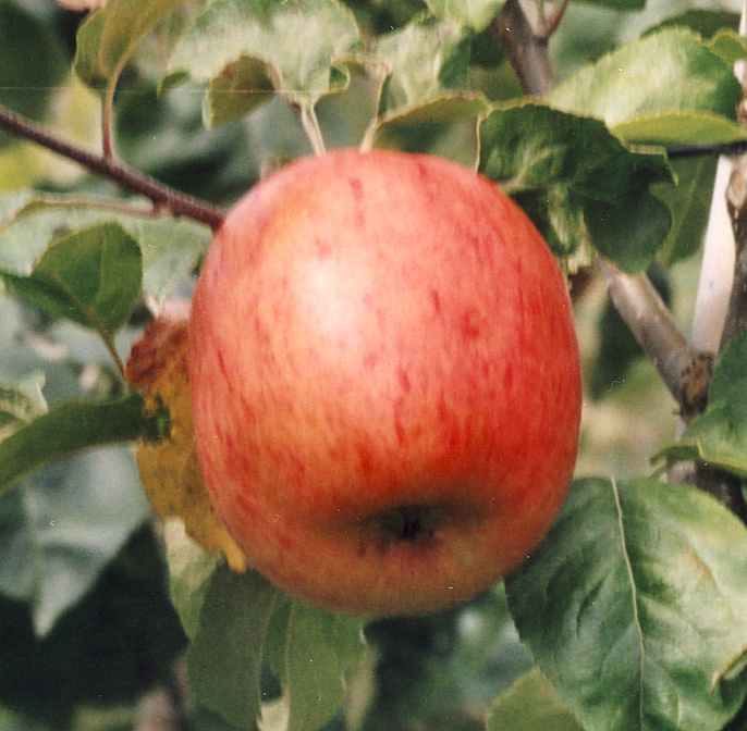 Malus domestica 'SÄVSTAHOLM' SÄVSTAHOLM, höstäpple Prisgrupp 1 Vingåker i Sörmland Användning:Bords- och hushållsfrukt. Trädet växer kraftigt som ungt med raka, spensliga, upprätta grenar.