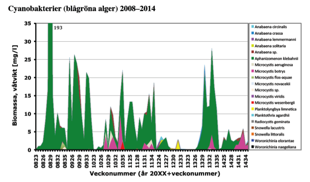 Figur 15. Fosforhalter (µg P/l, veckovis data) i Finjasjöns yt- och bottenvatten under åren 2006-14 (Annadotter & Forsblad 2015). Figur 16.